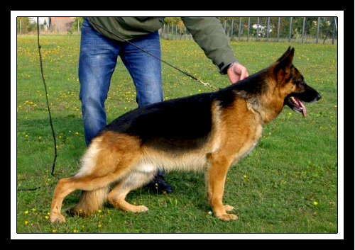 Pedigree Database Mars vom Herzbach at Elite German Shepherds near Austin Texas